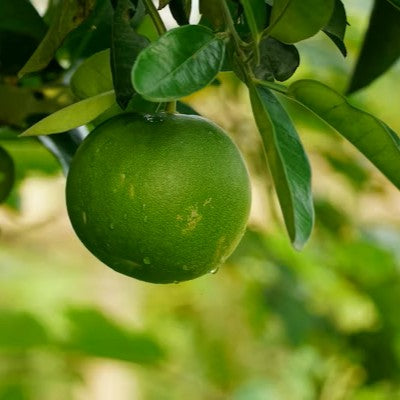 Persian Lime