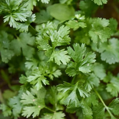 Cilantro & Roasted Onion
