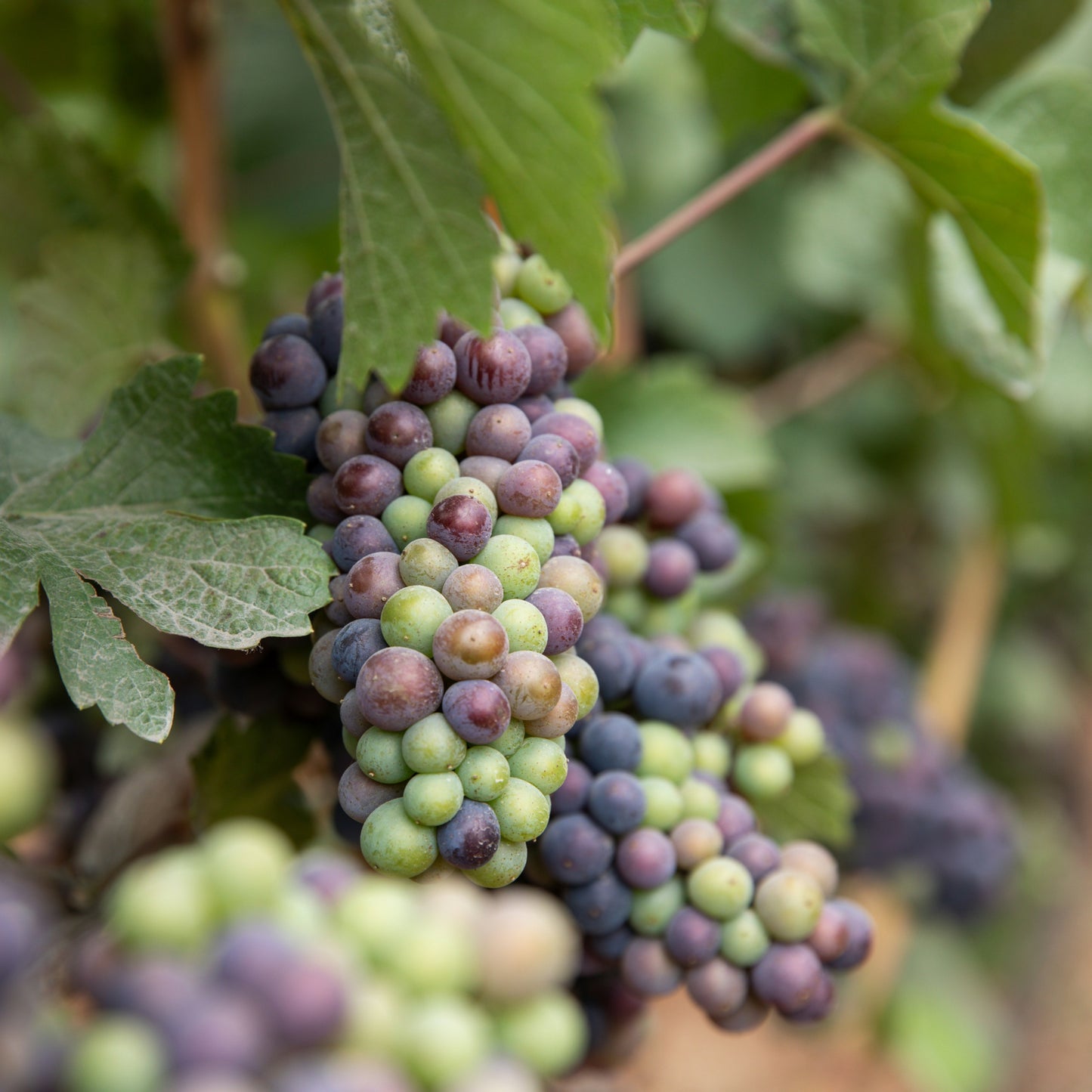 Organic Barrel Aged Red Wine Vinegar