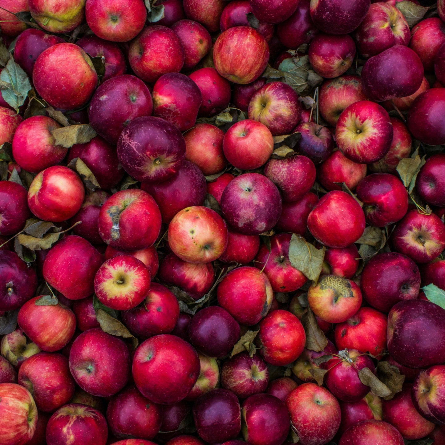 Organic Raw Unfiltered Apple Cider Vinegar