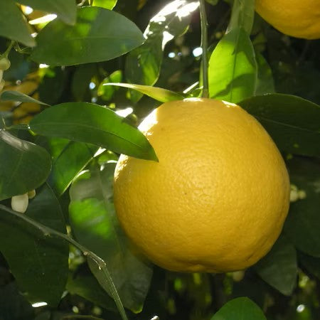 Organic Eureka Lemon
