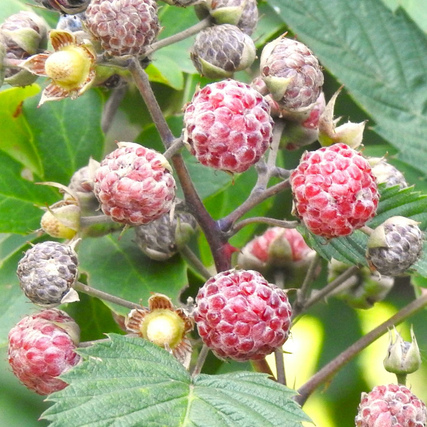 Cascadian Wild Raspberry White Balsamic