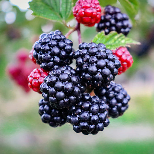 Blackberry Ginger