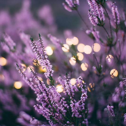 Lavender Dark Balsamic