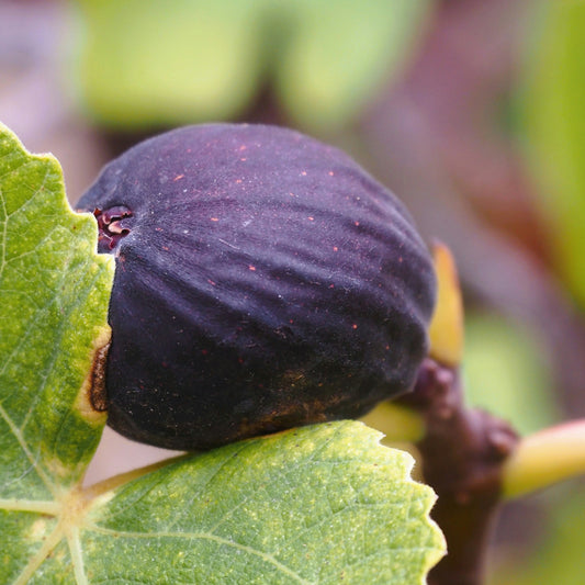 Black Mission Fig