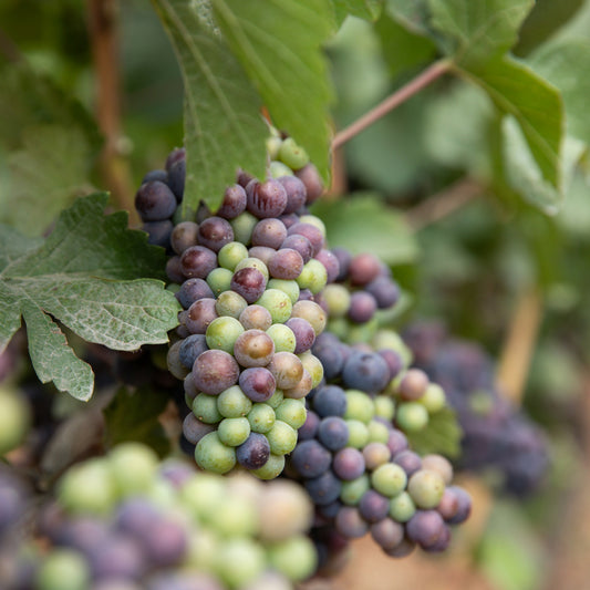 Organic Barrel Aged Red Wine Vinegar
