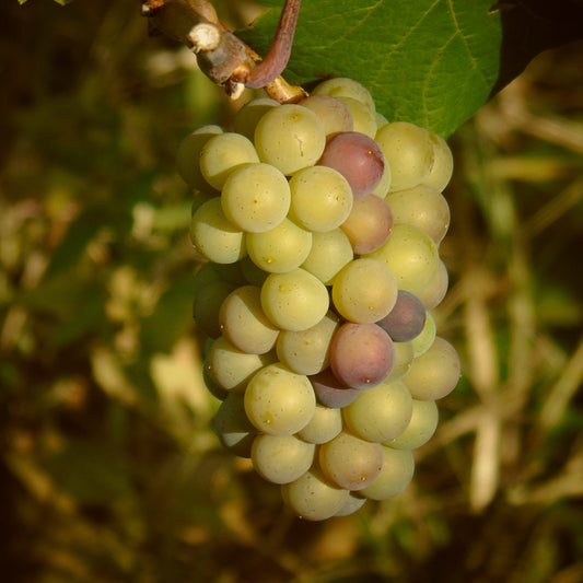 Lambrusco Wine Vinegar