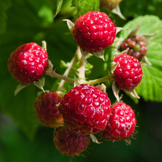 Raspberry Dark Balsamic